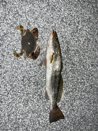 Customer photo review of 9'4" No Excuses Surf Travel Rod with Tube Medium-Heavy Action 3/4oz to 3oz