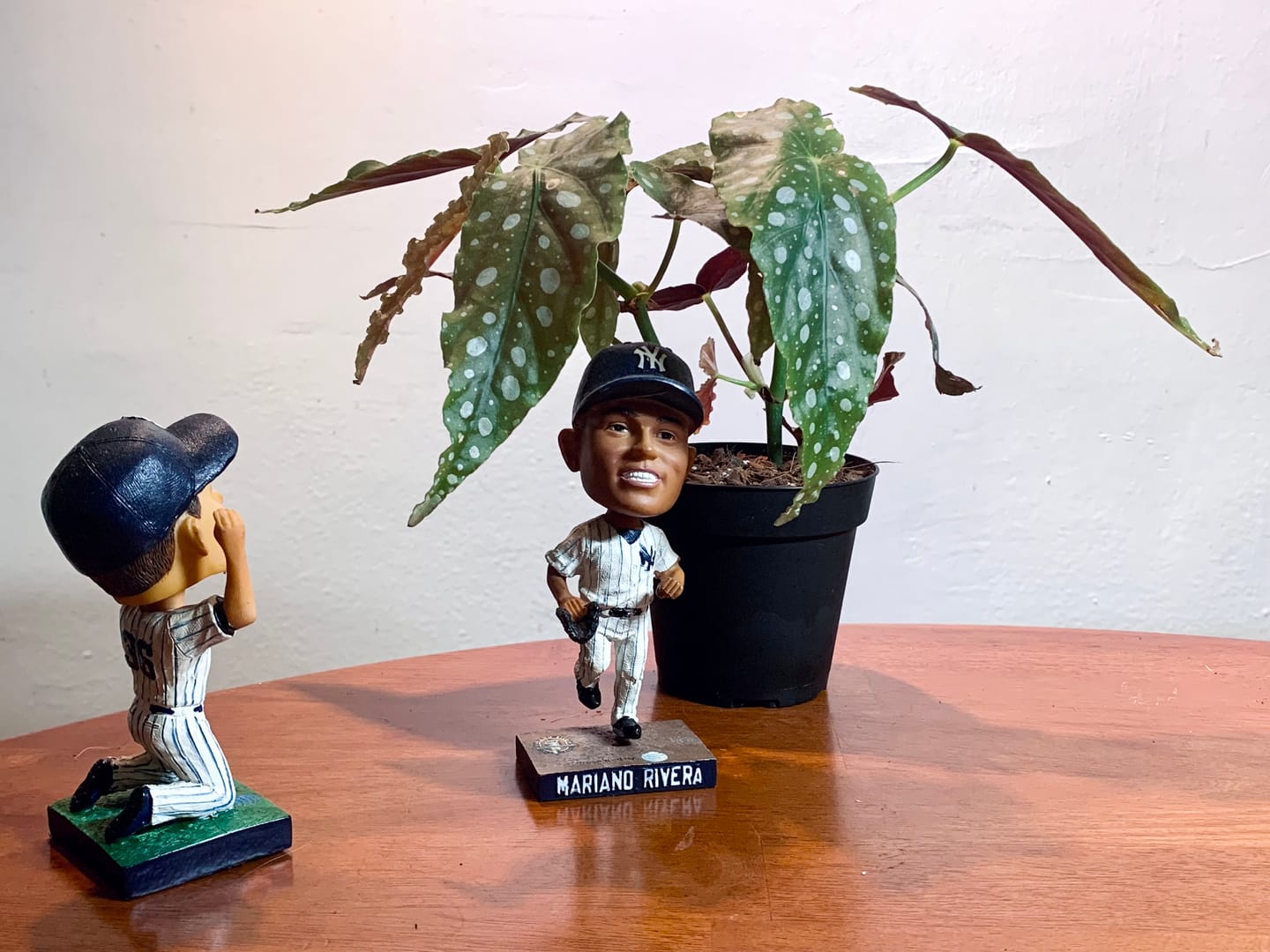 Customer photo review of Begonia maculata