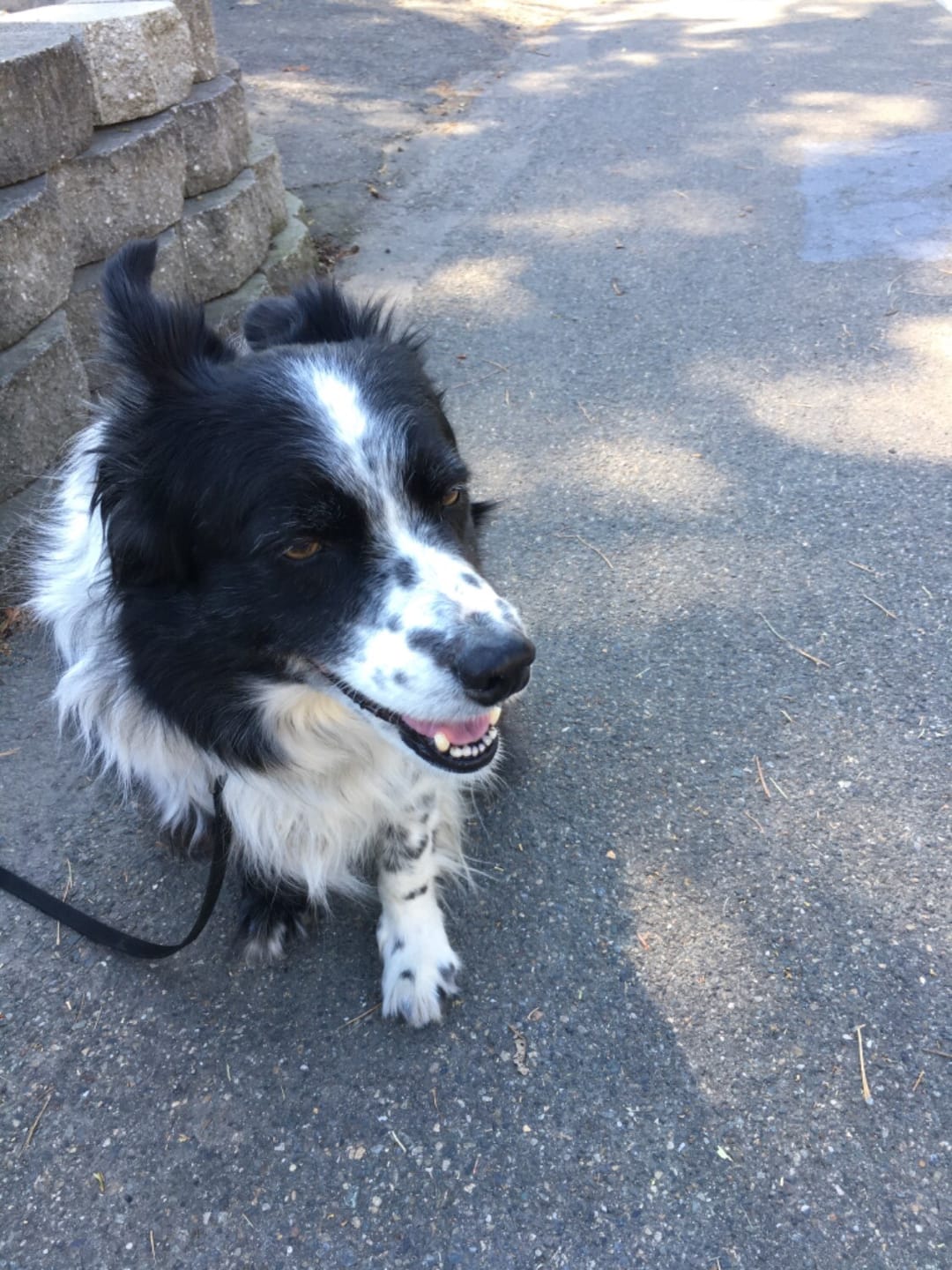 Customer photo review of Natural Dog Food Samples