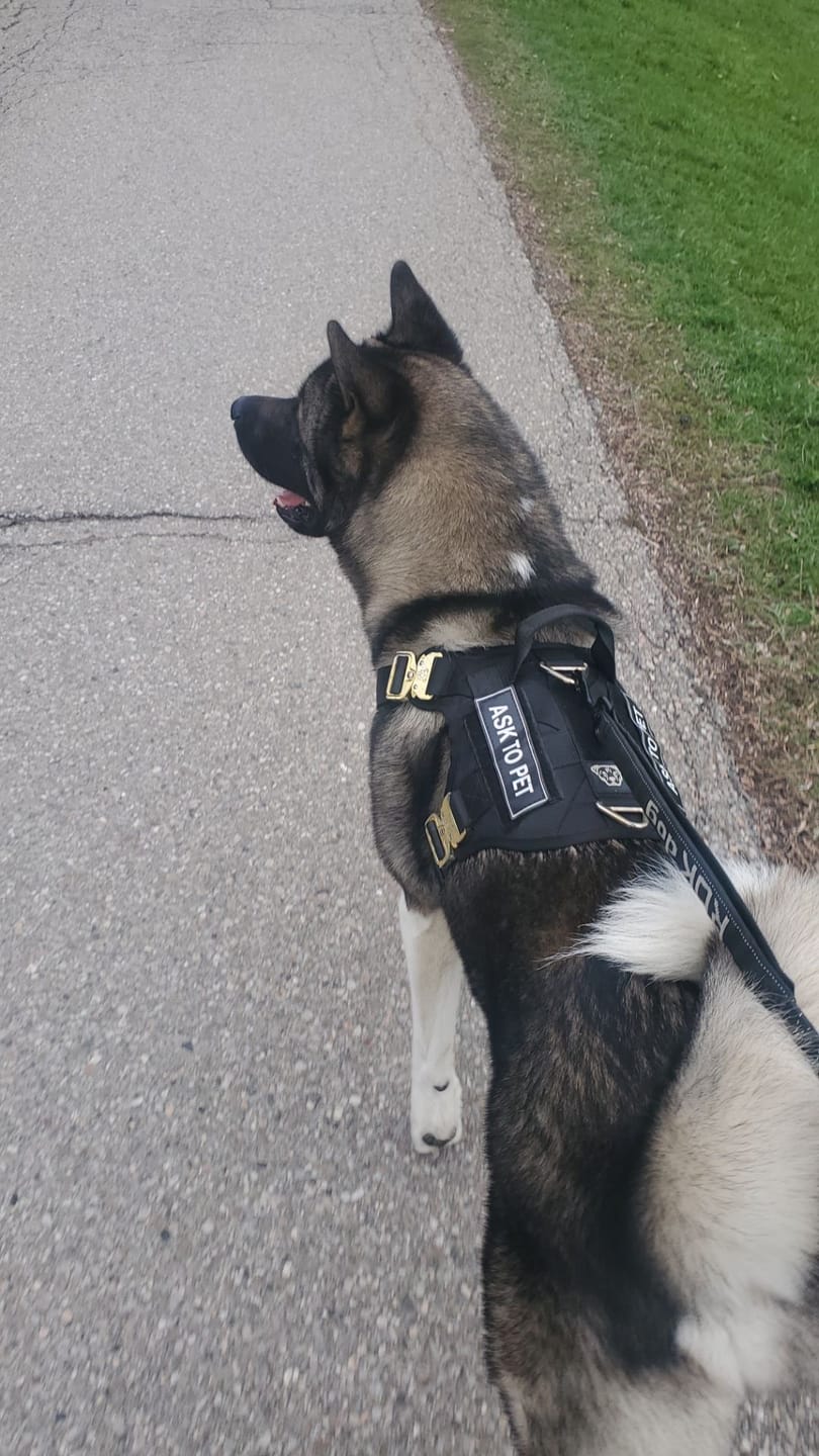 Customer photo review of HNTR 3.0 Dog Harness - Noir