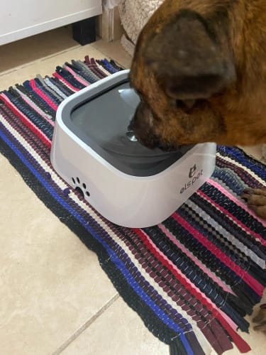 Customer photo review of Vixinx AquaBuddy™ - Anti-spill water bowl