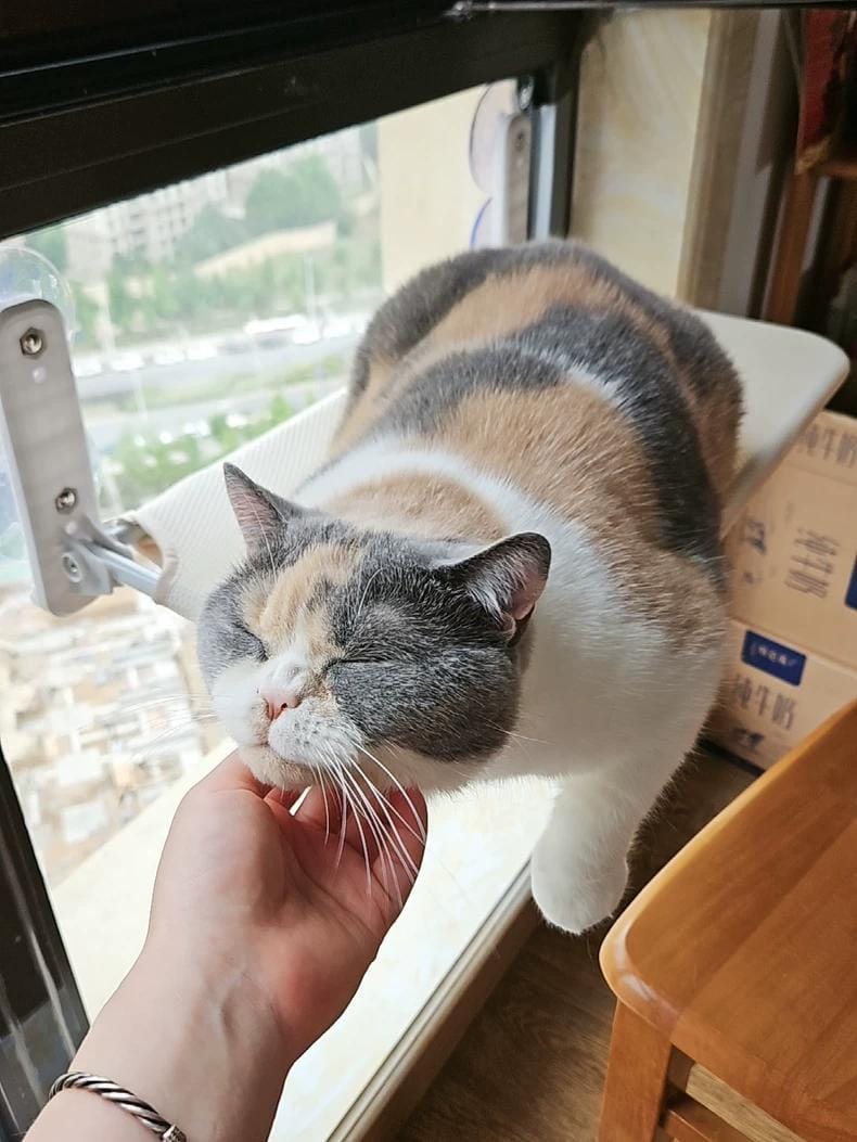 Customer photo review of Deluxe Cat Window Perch - Comfy Hammock with Scenic View
