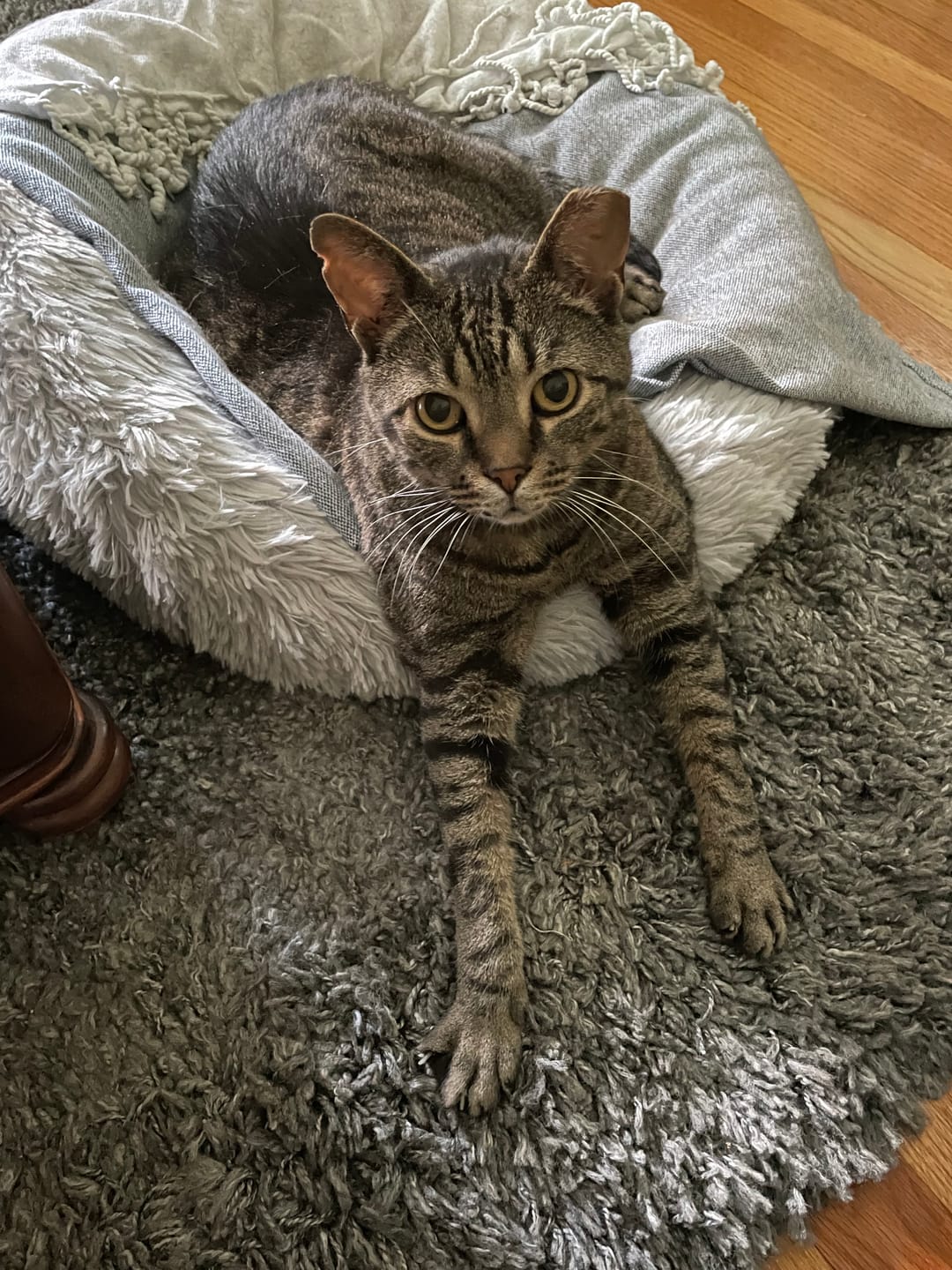 Customer photo review of Royal Canin Veterinary Diet - Urinary SO + Hydrolyzed Protein Dry Cat Food
