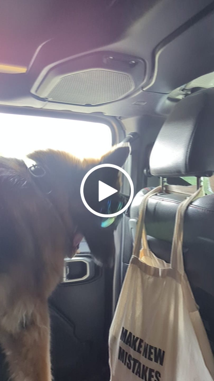 Customer video review of Adjustable Dog Goggles (Doggles)