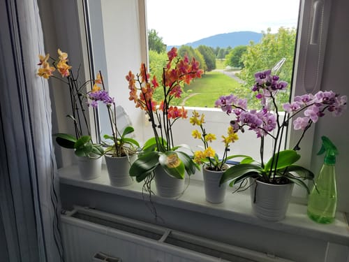 Customer photo review of Große Two of Us Duftorchidee Bolgheri mit 3 Stielen