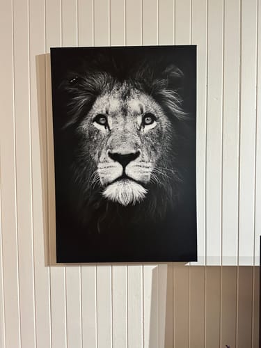 Customer photo review of Into the Wild | Noble King