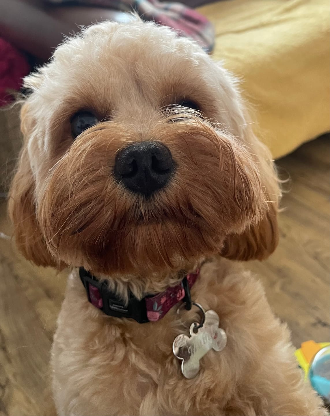 Customer photo review of Collar - Mable's Meadow