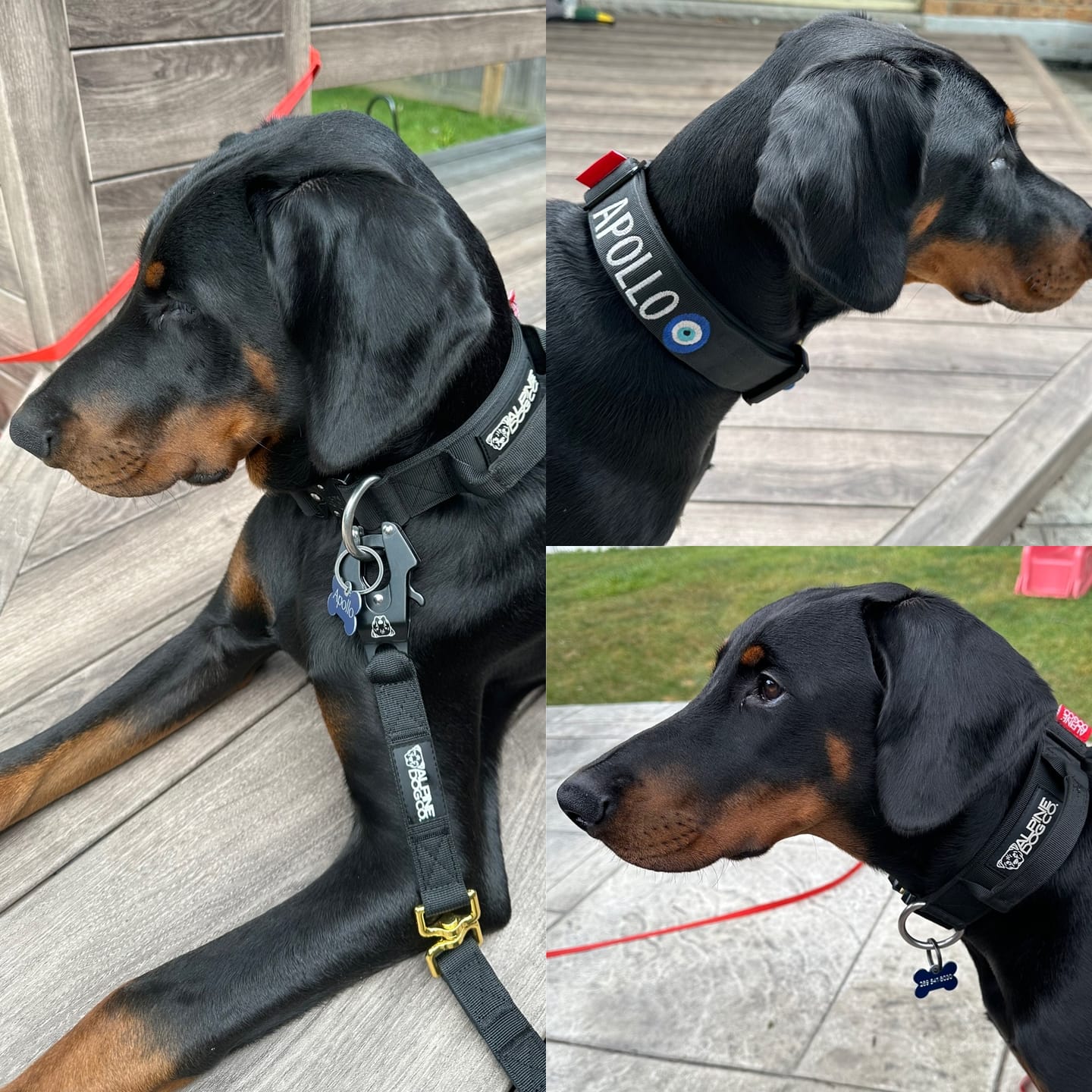 Customer photo review of 1.5" Tacti Slim Dog Collar- Black