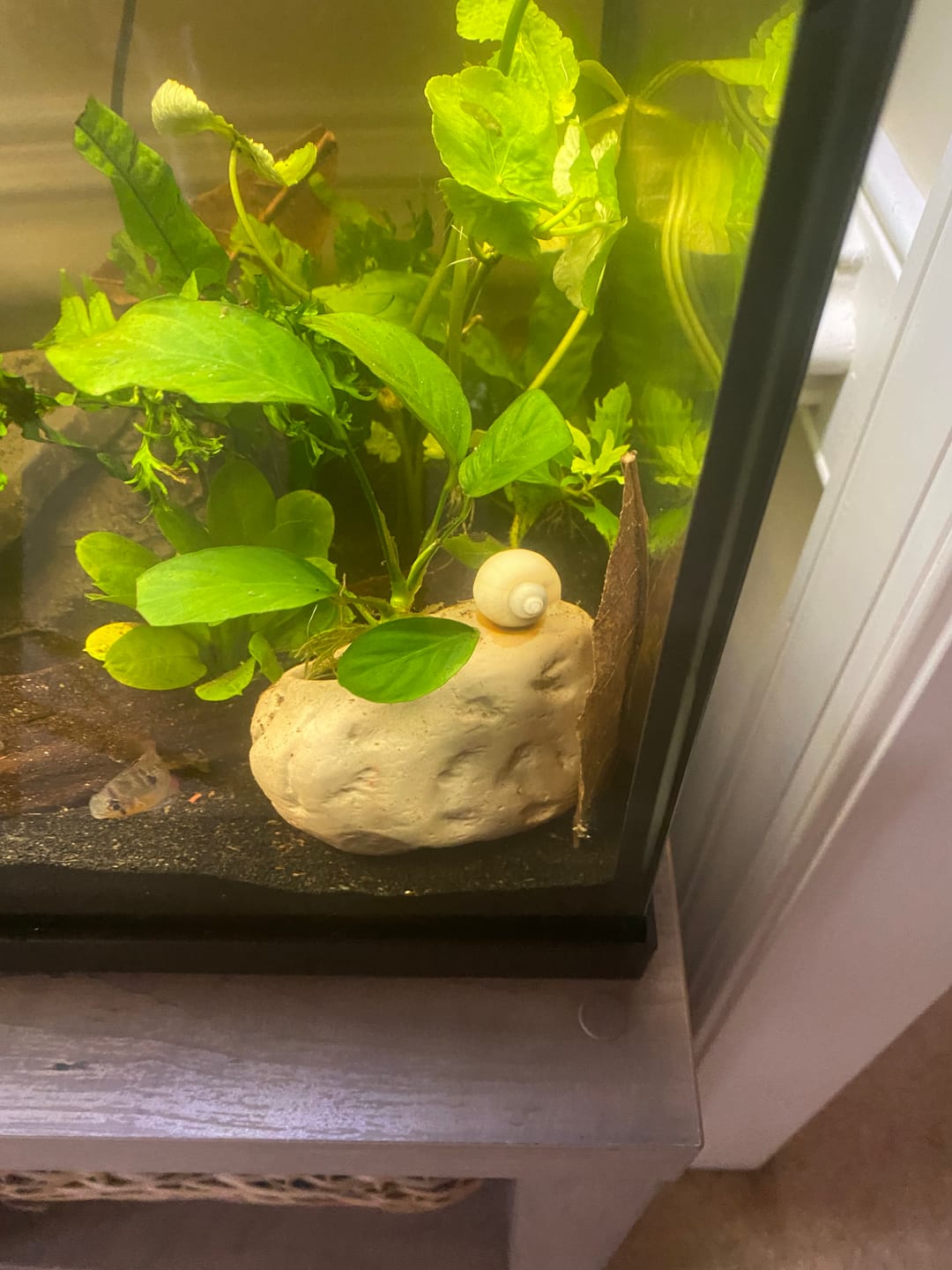 Customer photo review of Ivory Mystery Snail