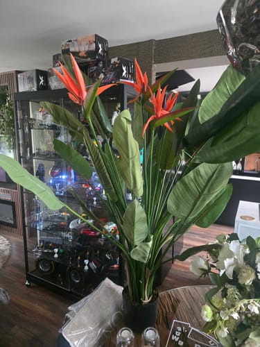 Customer photo review of Strelitzia Kunstplant 120cm met bloem