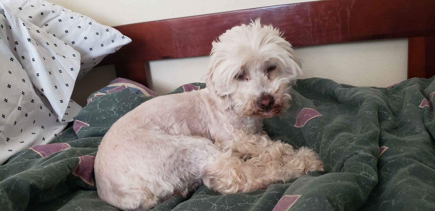 Customer photo review of KING KALM CBD 75mg - Small Dog & Cat Formula  20lbs or less