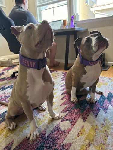 Customer photo review of Purple Bully Proof Collar