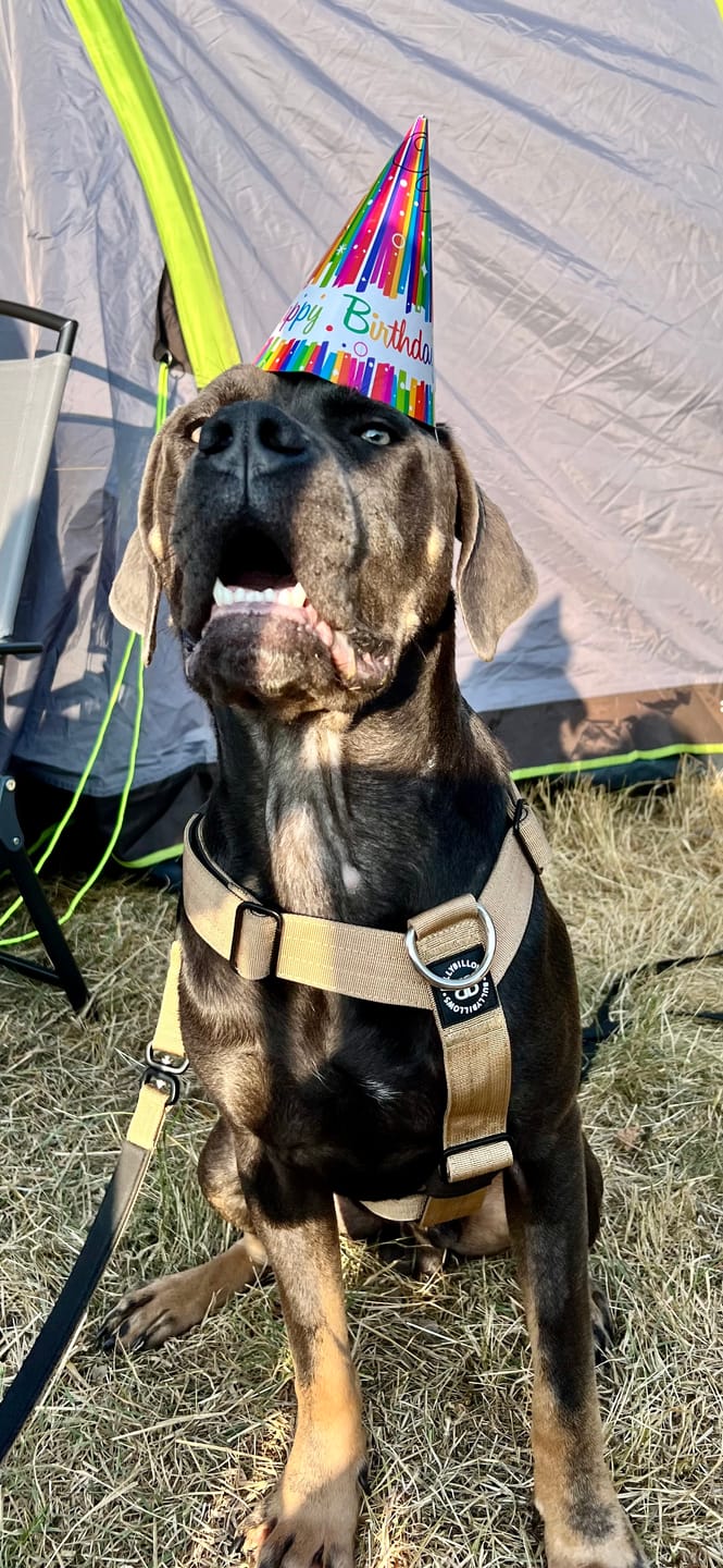 Customer photo review of TRI-Harness® | Anti-Pull, Adjustable & Durable - Dog Trainers Choice - Military Tan v2.0