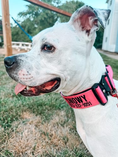 Customer photo review of Pink Bully Proof Collar