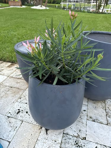 Customer photo review of Oleander