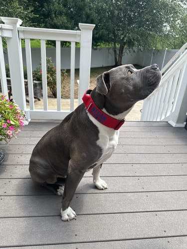 Customer photo review of Red Bully Proof Collar