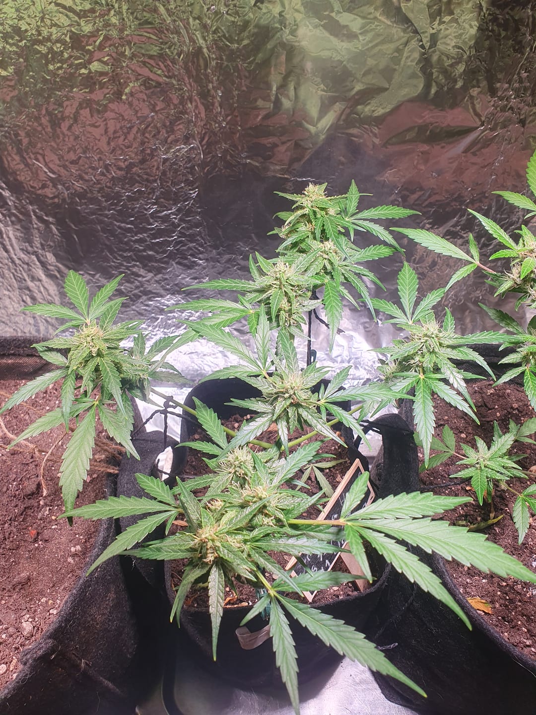 Customer photo review of Pflanzenlampe Sansi LED