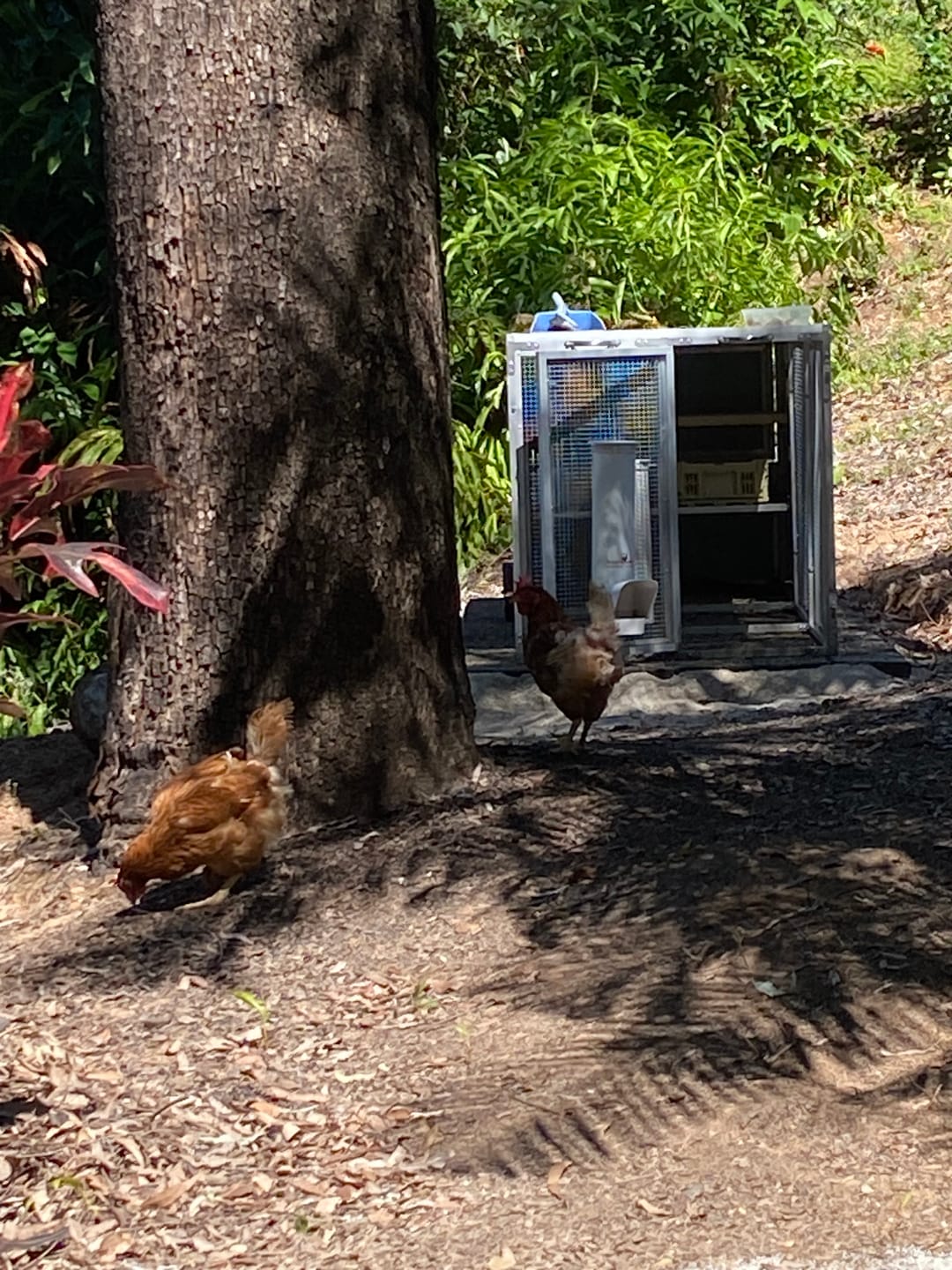 Customer photo review of Collapsible Chicken Nesting Box