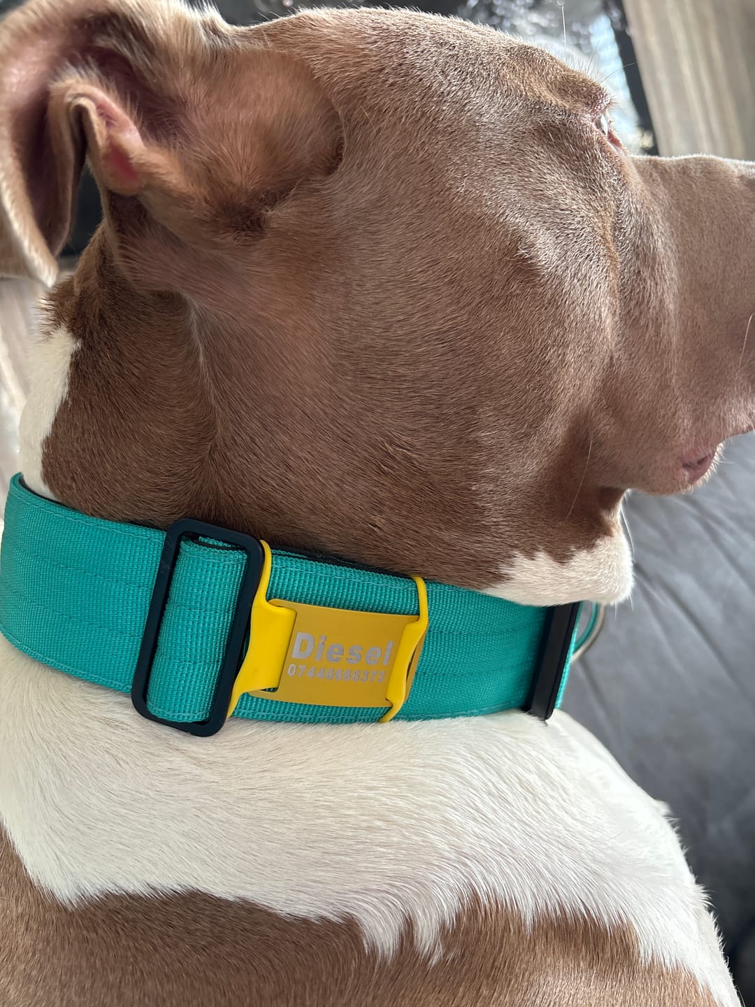 Customer photo review of 5cm Combat® Collar | With Handle & Rated Clip - Turquoise v2.0