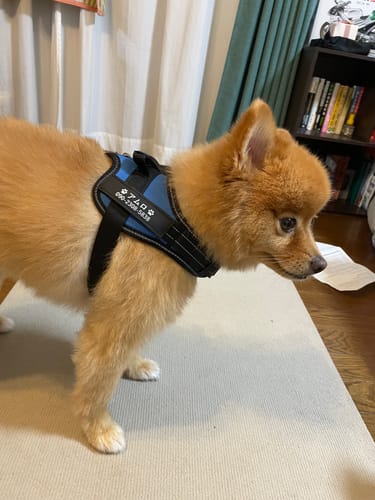 Customer photo review of Petcanva® オーダーメイド犬用ハーネス