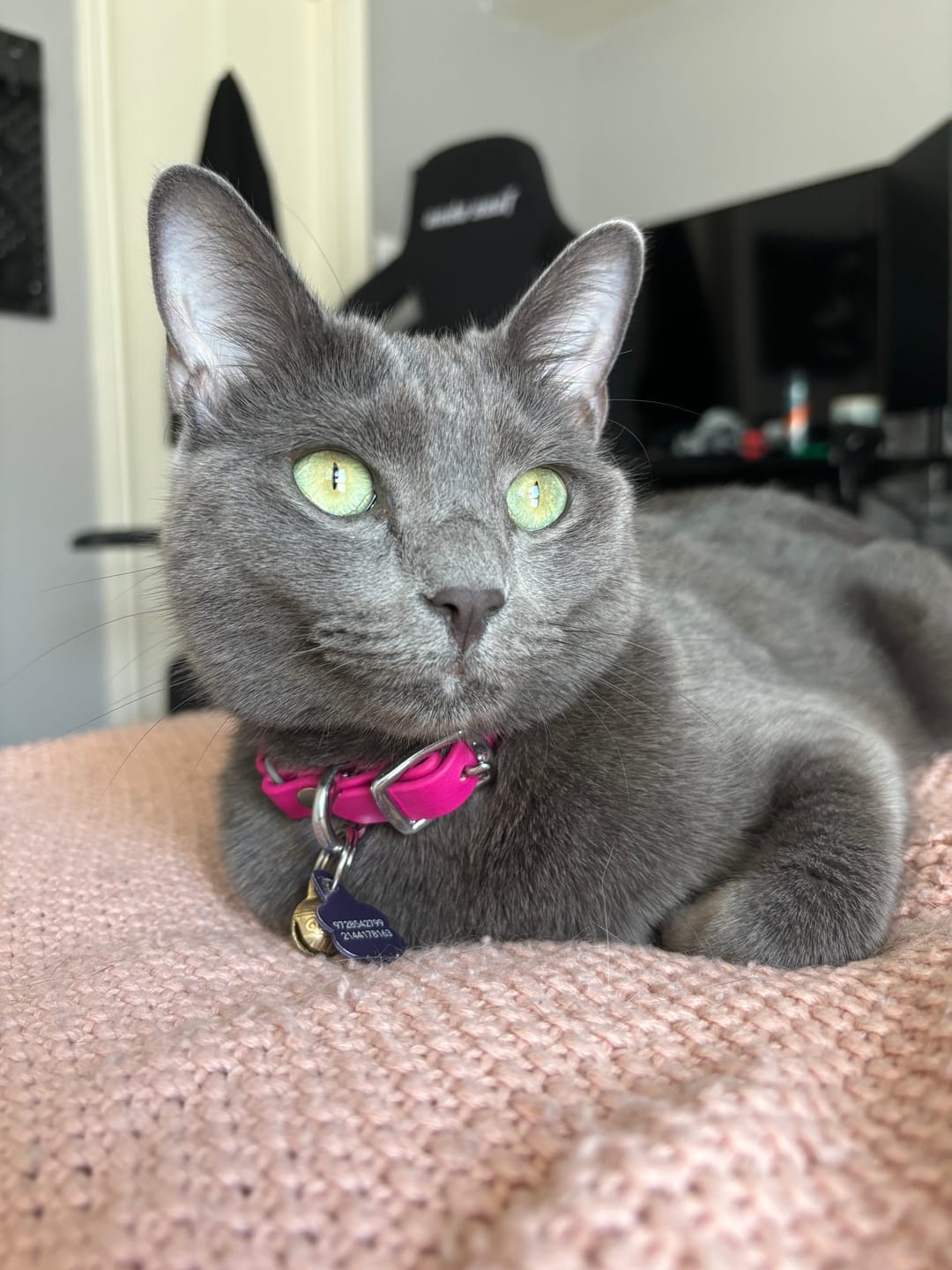 Customer photo review of Katmai Collar