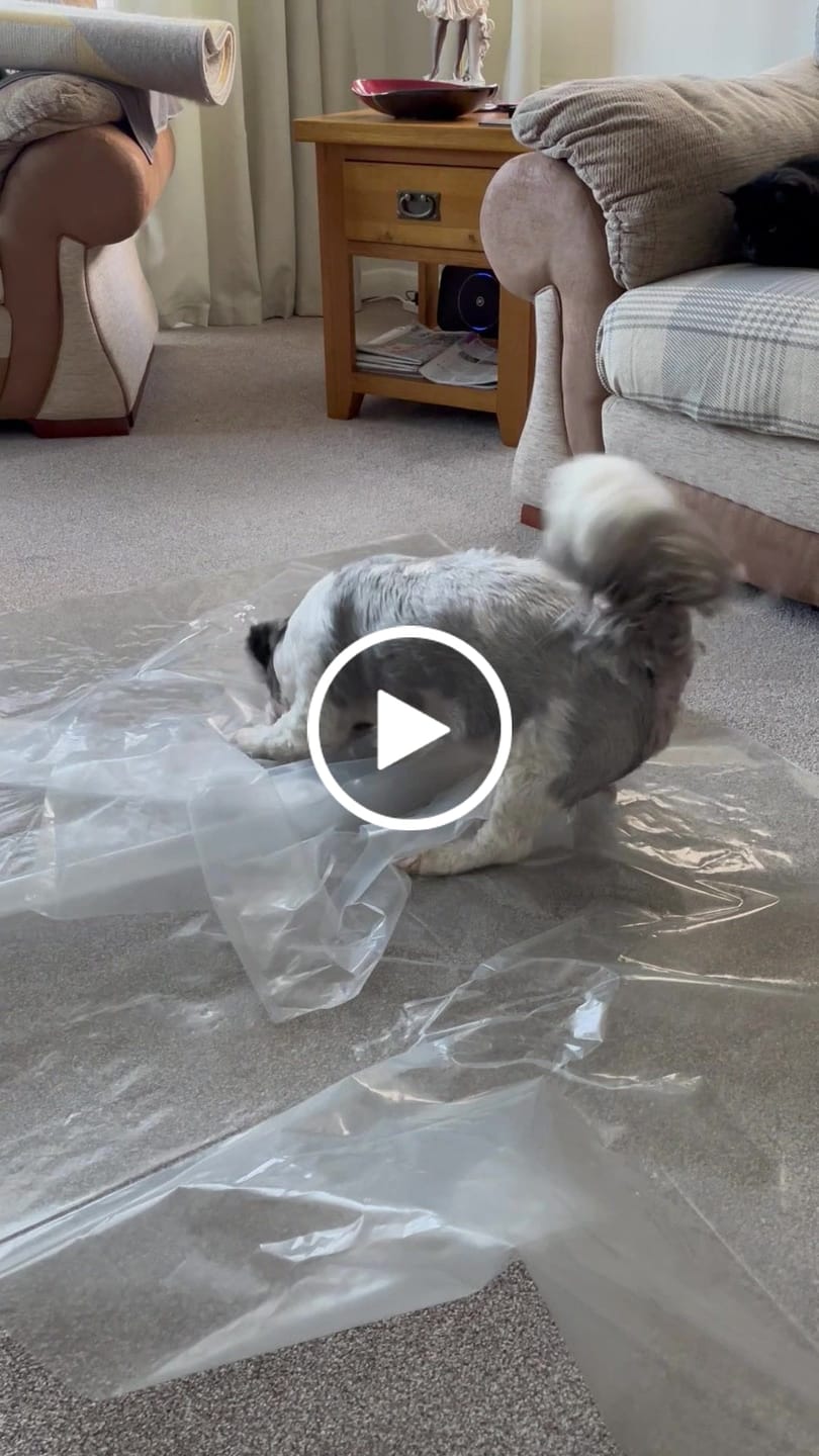 Customer video review of British Venison Dry Food