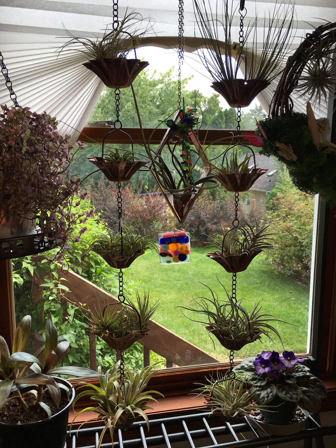 Customer photo review of B Quality Greenhouse Mix 10 Plant Pack