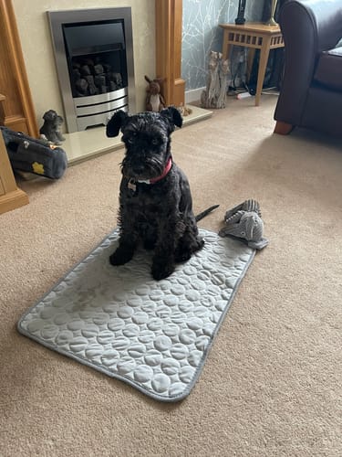Customer photo review of The Ultimate Cooling Pet Mat