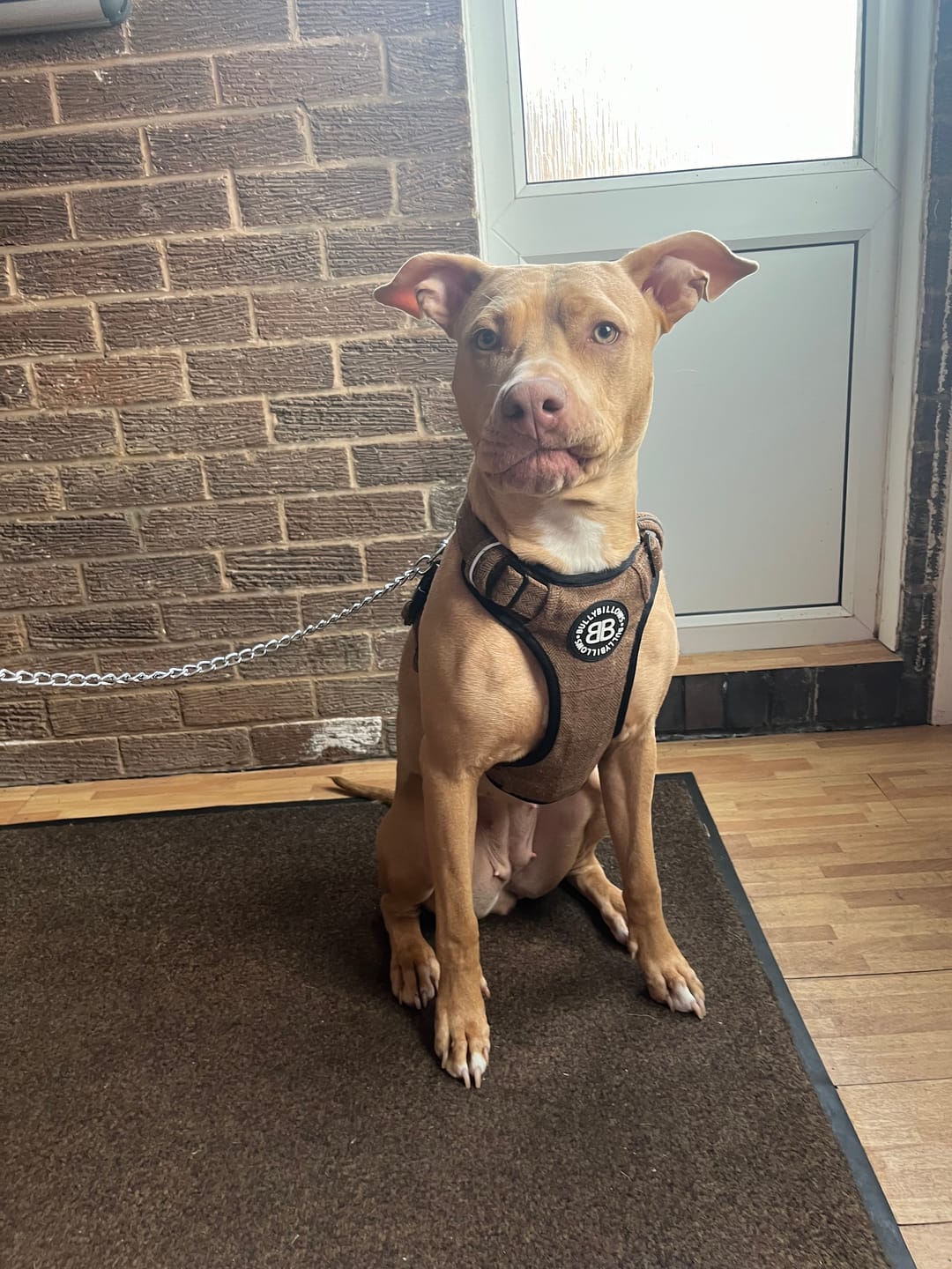 Customer photo review of Premium Comfort Tweed Harness | Non Restrictive & Adjustable - Classic Tan