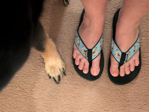 Customer photo review of German Shepherds