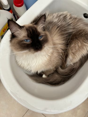 Avis photo d'un client sur Croquettes Chaton Sans Céréales - Poulet & Huile de Saumon