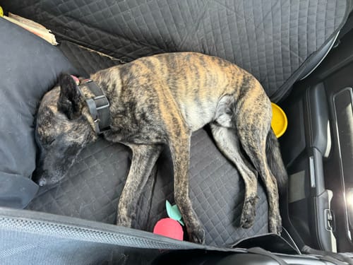 Customer photo review of NEW Waterproof Hard Bottom Car & Truck Seat Foldable Hammock Cover With Storage Pockets, Side Flaps, Headrest Straps, Seat Anchors, & Mesh Window (+FREE SAFETY BELT!)