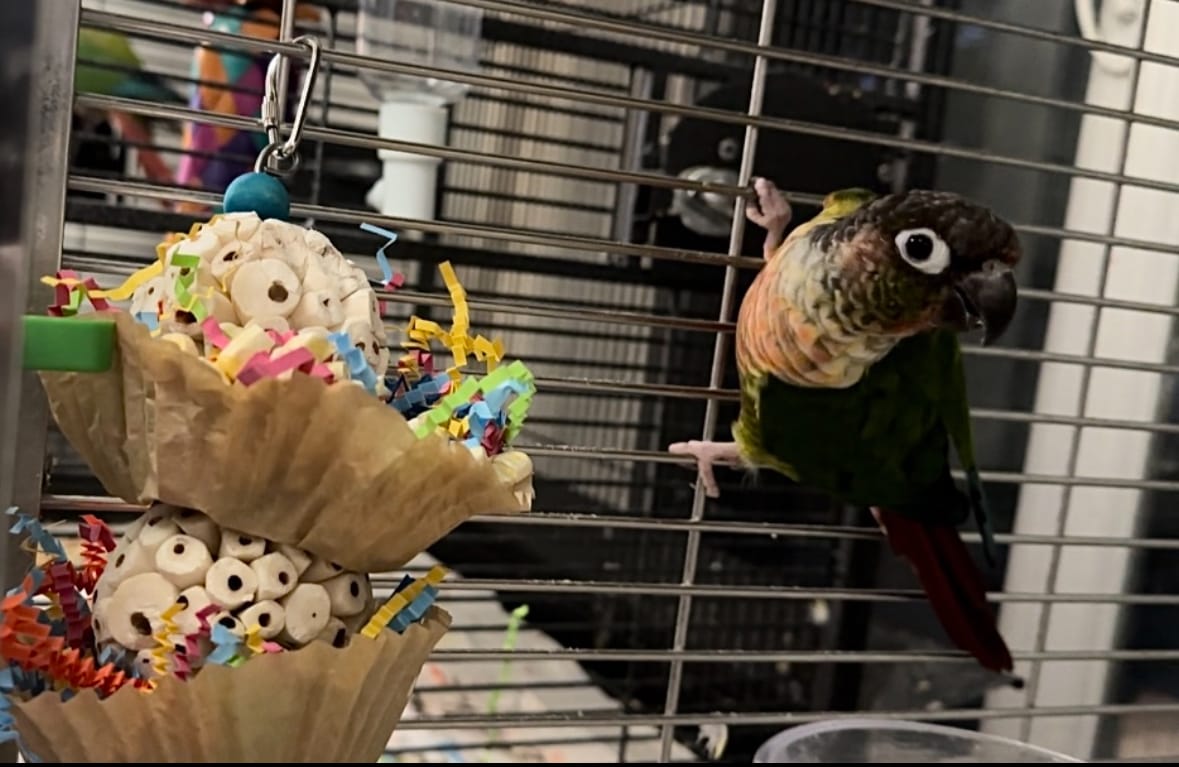 Customer photo review of Triple Scoop - Cheep Thrills Bird Toys