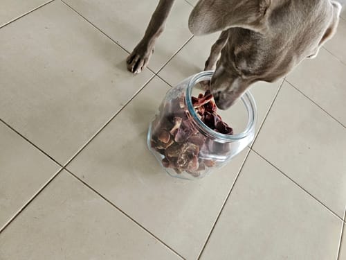 Customer photo review of Pig Snouts - tough chew!