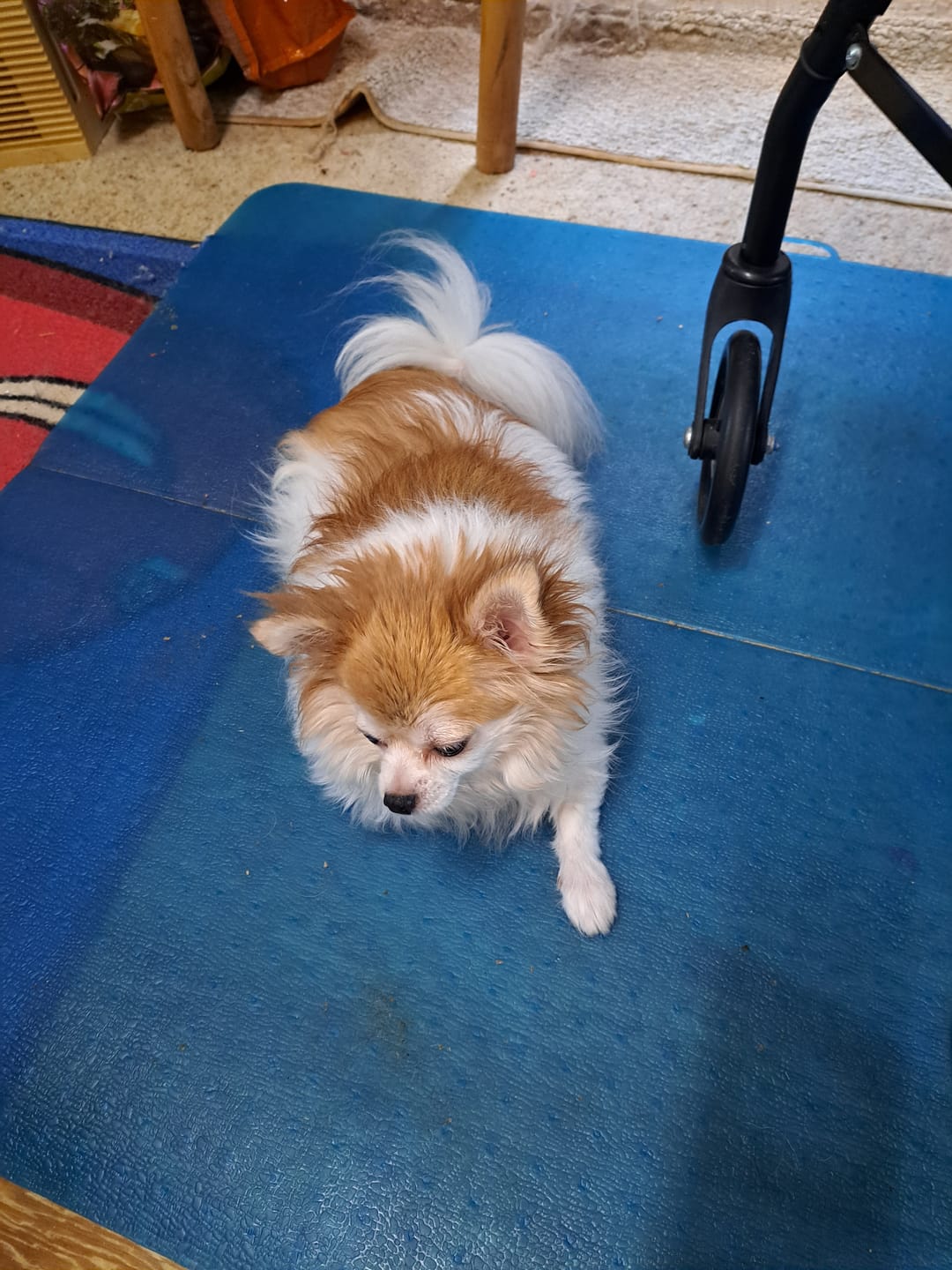 Customer photo review of Natural Weight Loss & Thyroid Support Supplement for Dogs & Cats