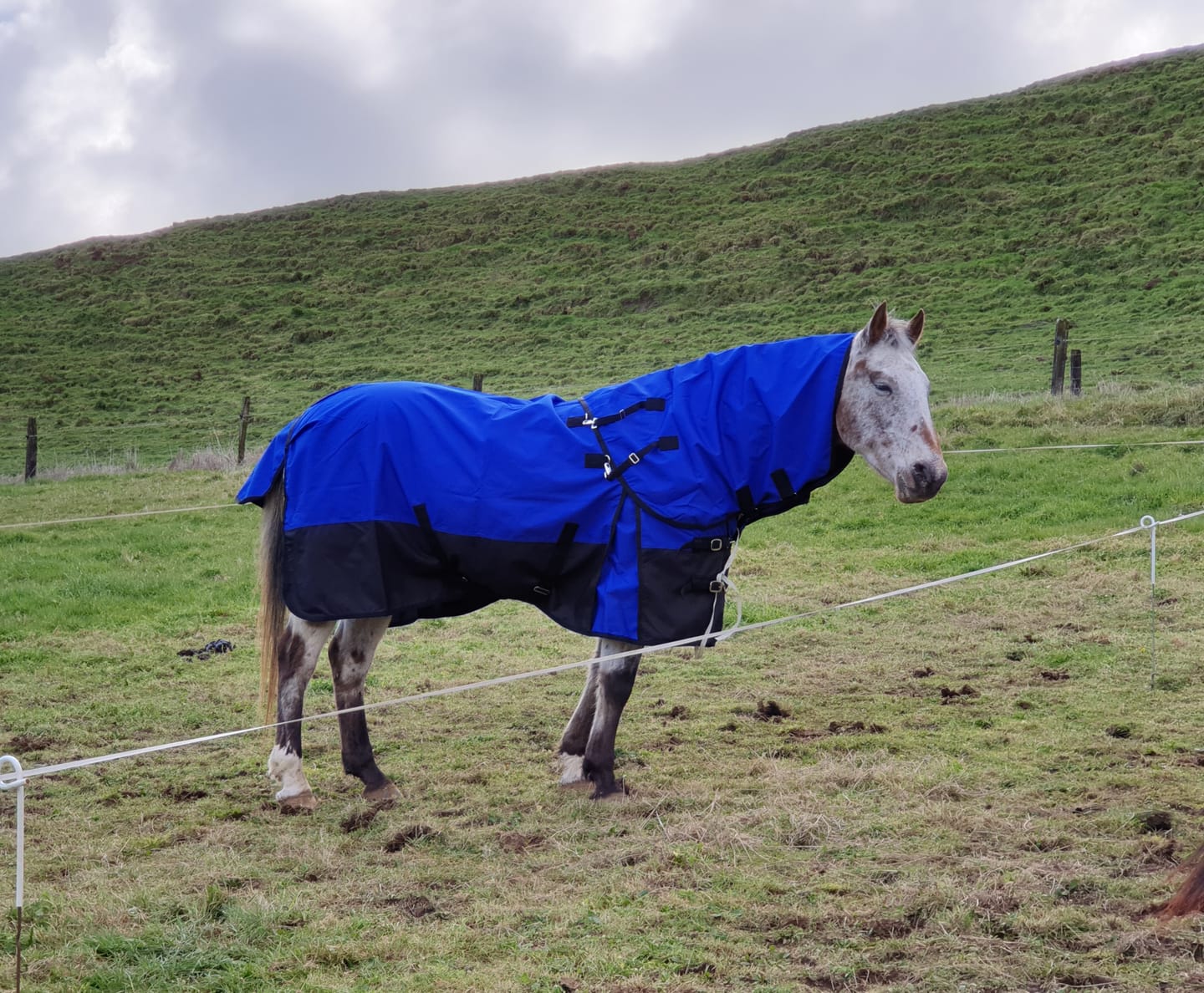 Customer photo review of Duke 1200d Detacha-neck