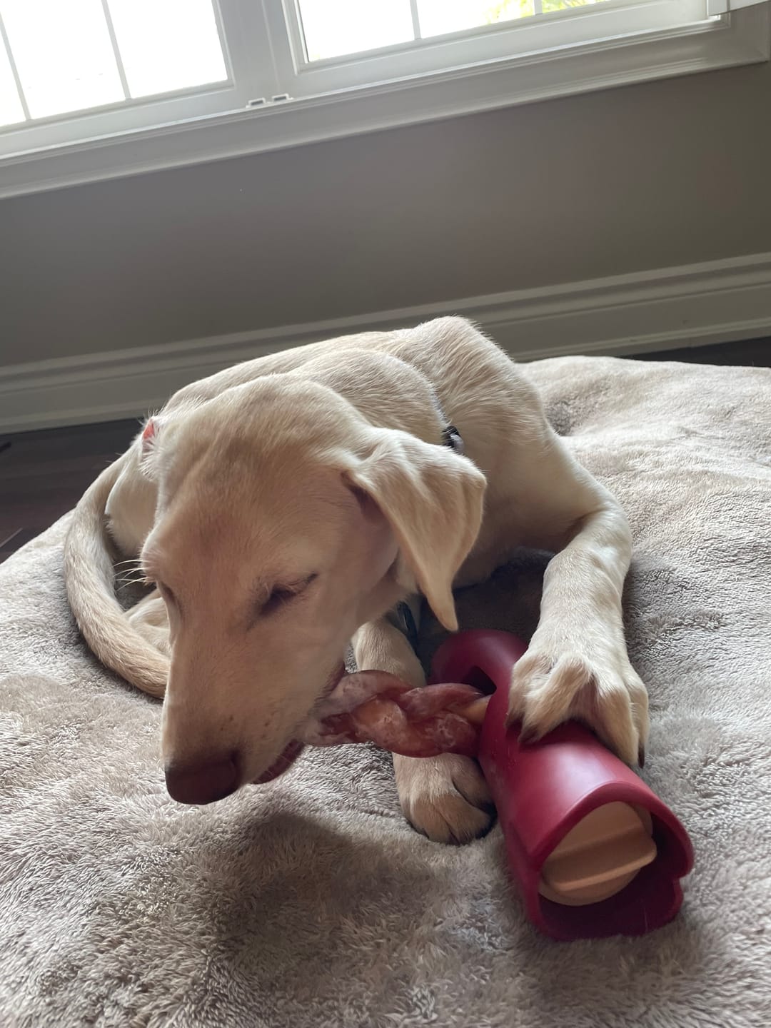 Customer photo review of 12 Inch Braided Jerky Stick