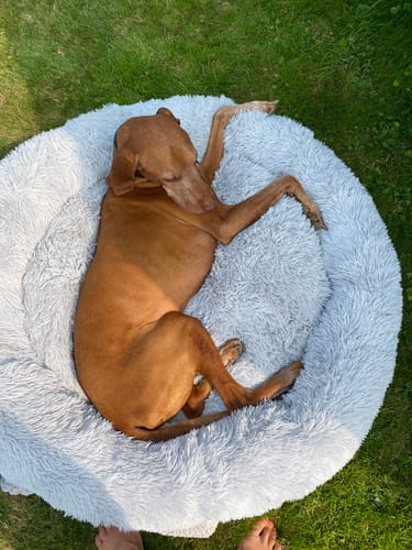 Customer photo review of Calming Donut Bed - Husky Grey
