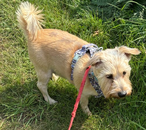 Customer photo review of Disney© Tough Trails™ Harness -  Winnie + Friends