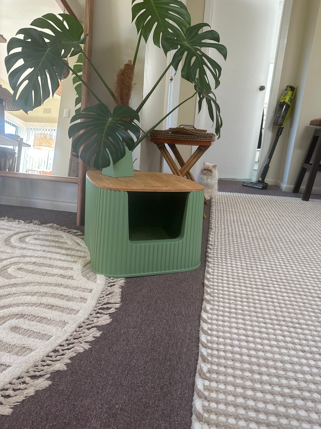 Customer photo review of Michu XXL Sage Deluxe Cat Litter Box - Spacious Design