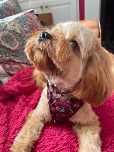 Customer photo review of Tough Trails™ Harness - Mable's Meadow