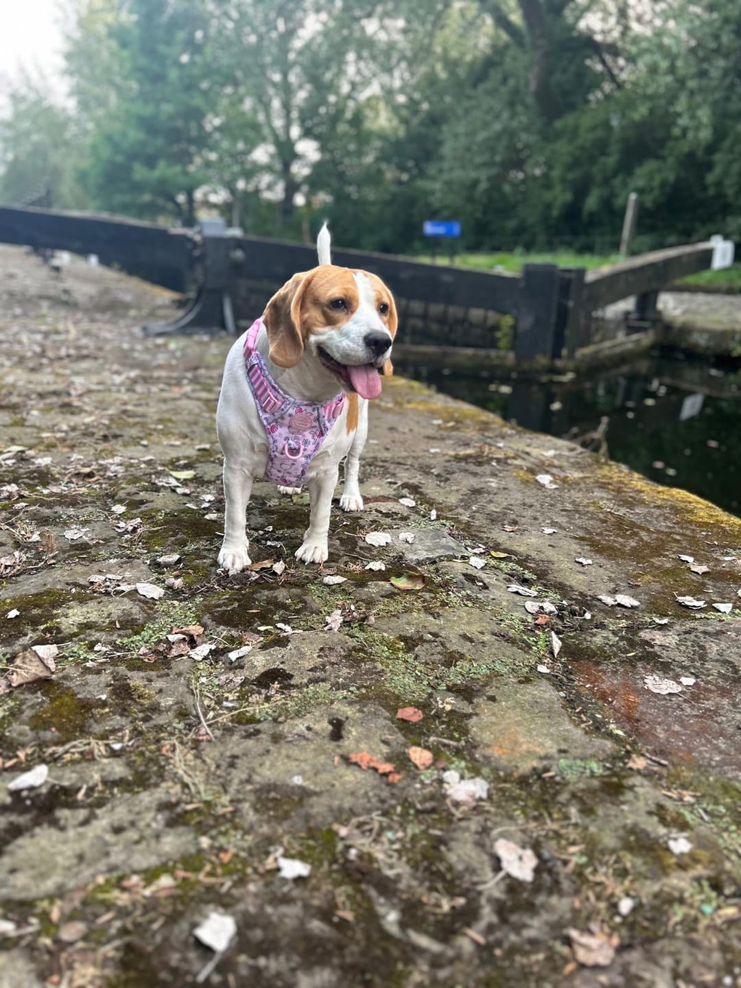Customer photo review of Disney© Tough Trails™ Harness - Piglet