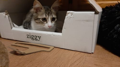 Avis photo d'un client sur Croquettes Chaton Sans Céréales - Poulet & Huile de Saumon