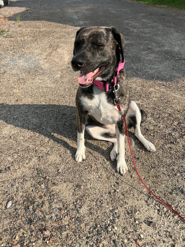 Customer photo review of Pink Bully Proof Collar