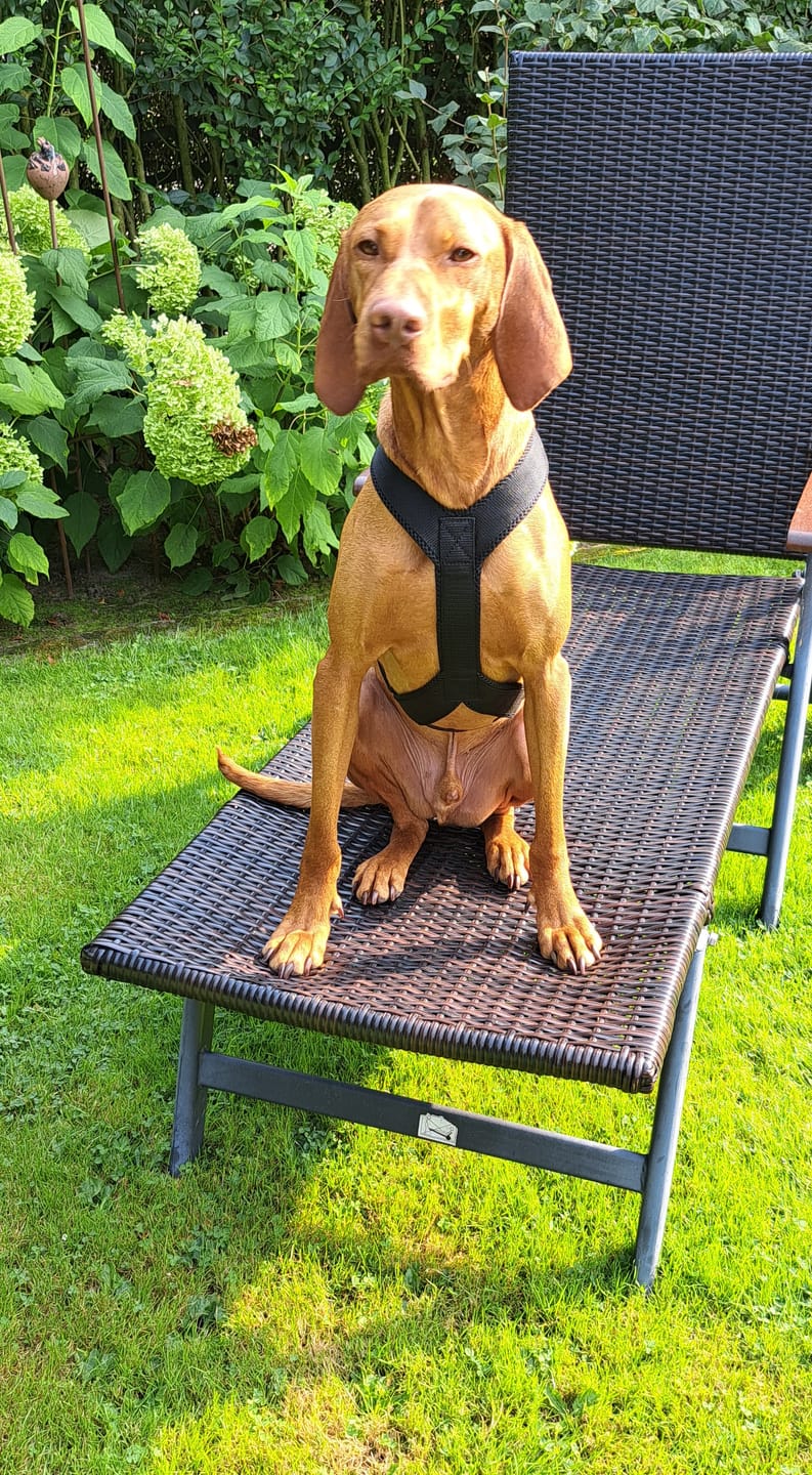 Customer photo review of Hundegeschirr FUN "Volcano Black"