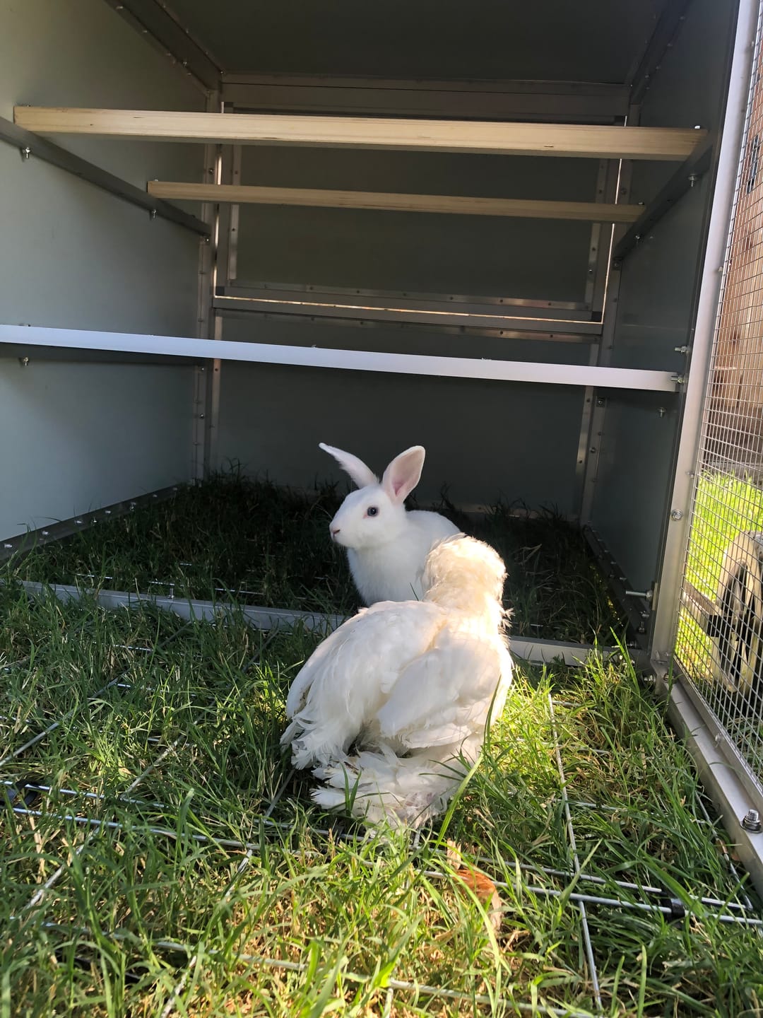 Customer photo review of Galvanised Mesh Floor for Chicken Coop