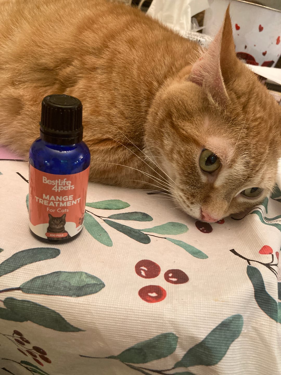 Customer photo review of Mange Treatment for Cats - Treats Feline Sarcoptic & Demodectic Mange, Scabies & Ear Mites