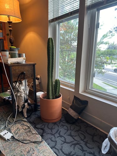 Customer photo review of San Pedro Cactus | Echinopsis (Trichocereus) pachanoi