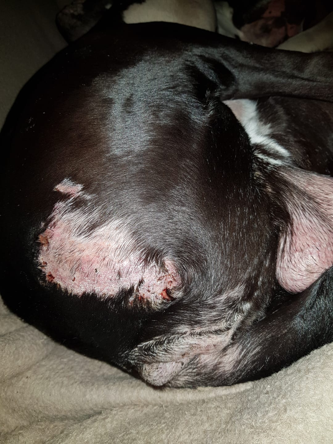 Customer photo review of Dog Gel