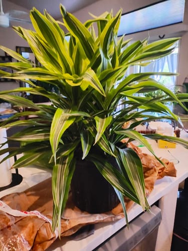 Customer photo review of Large Dracaena Warneckii Lemon Lime Bush